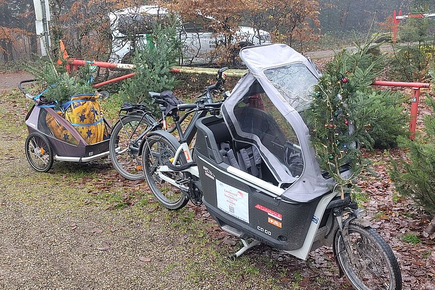 Baumtransport Baumtransport mit Lastenrad